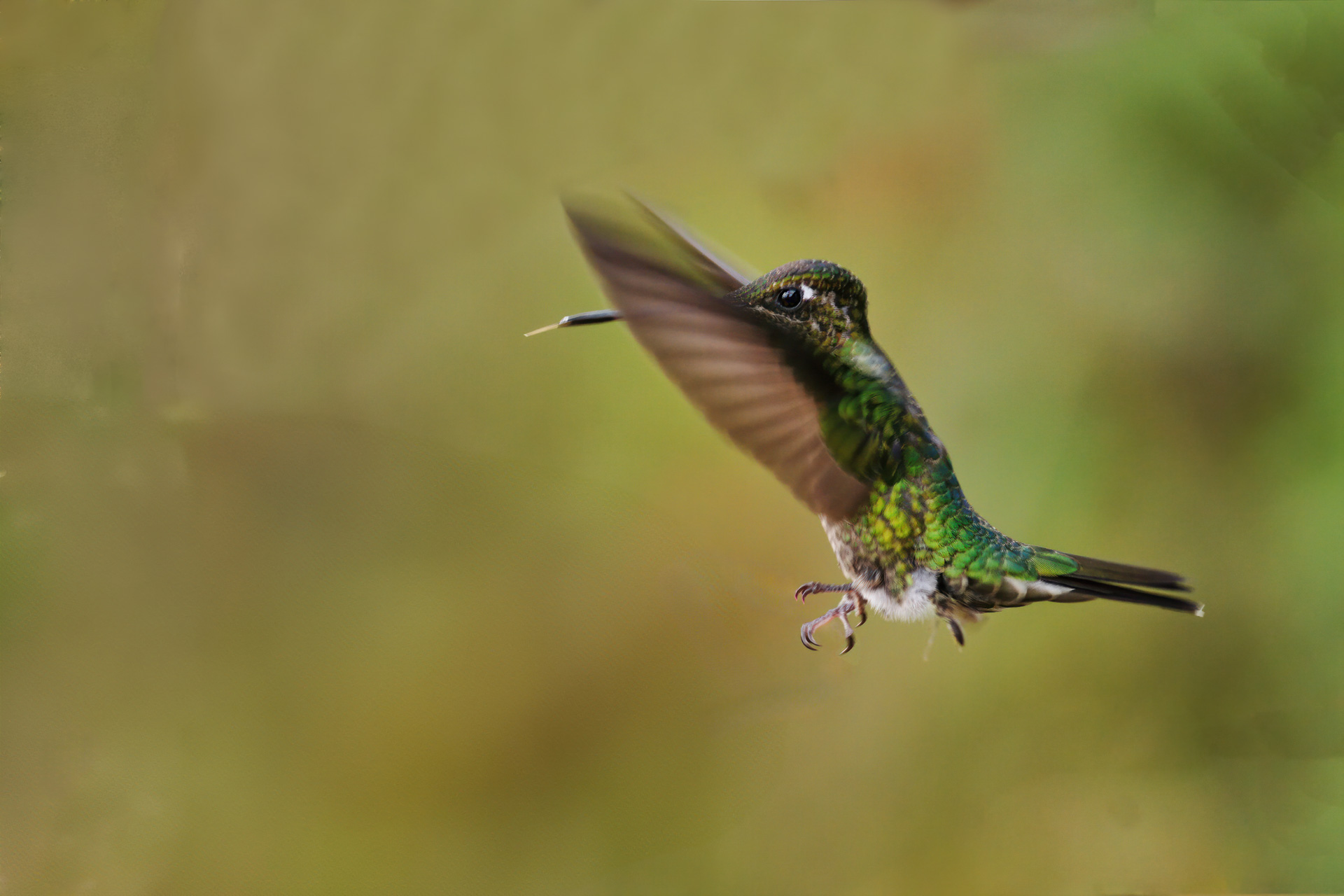 Evtl.. ein Fahlschwanzkolibri (Boissonneaua flavescens)